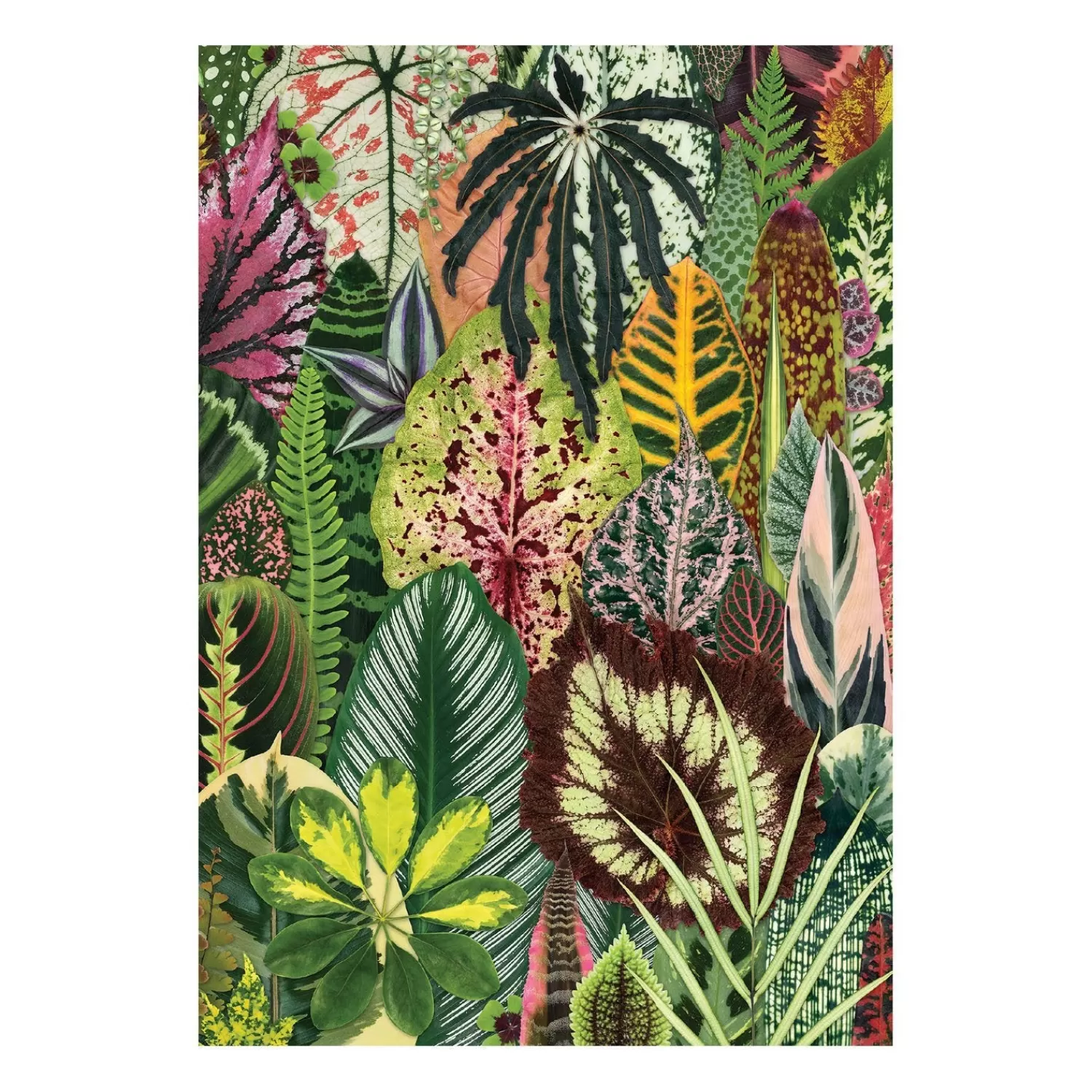 Journals & Notebooks*Galison Troy Litten Houseplant Jungle A5 Journal