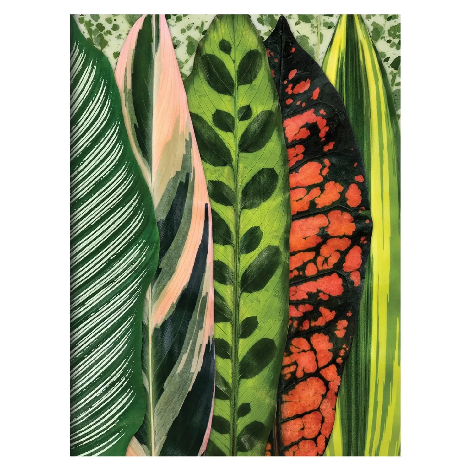 Greeting & Note Cards*Galison Troy Litten Houseplant Jungle Greeting Assortment Notecards