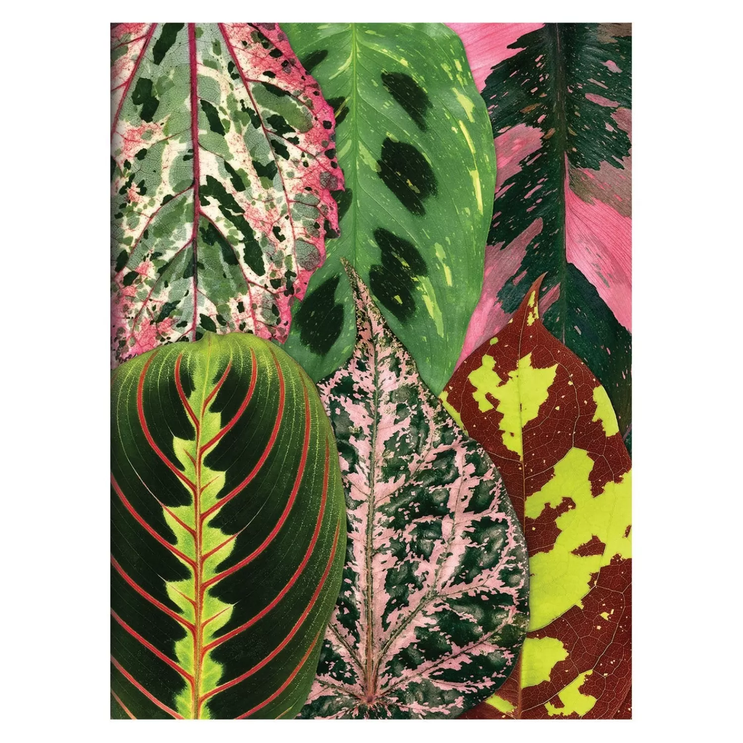 Greeting & Note Cards*Galison Troy Litten Houseplant Jungle Greeting Assortment Notecards