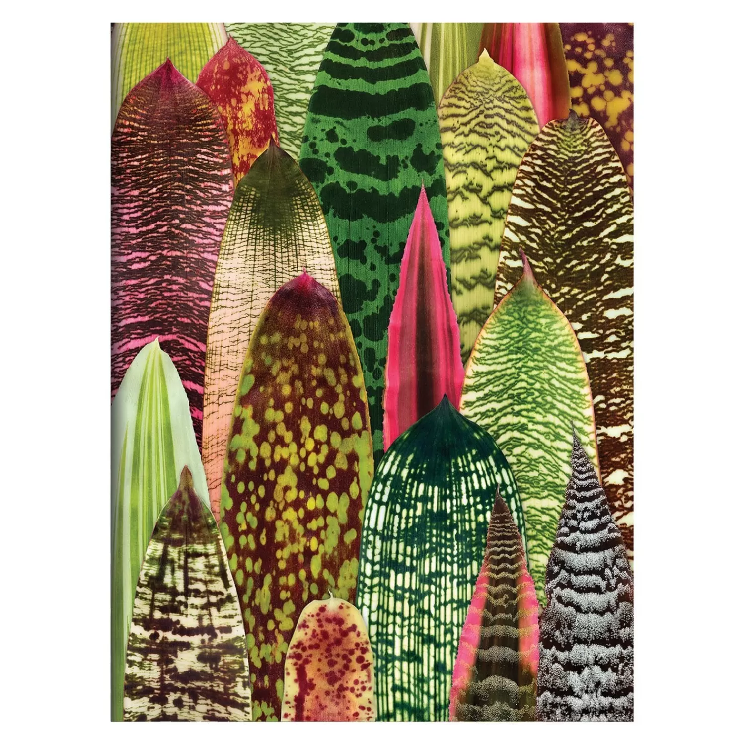 Greeting & Note Cards*Galison Troy Litten Houseplant Jungle Greeting Assortment Notecards