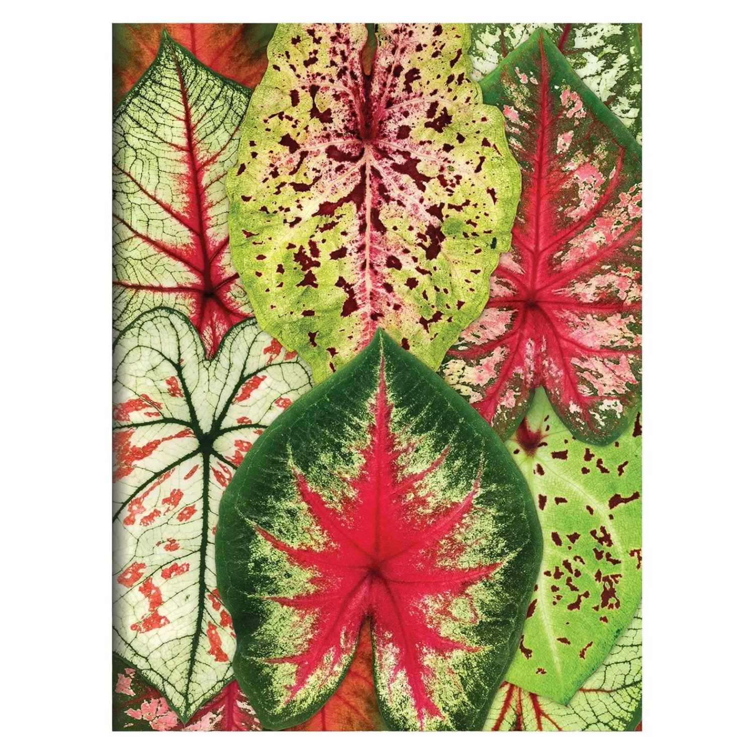 Greeting & Note Cards*Galison Troy Litten Houseplant Jungle Greeting Assortment Notecards