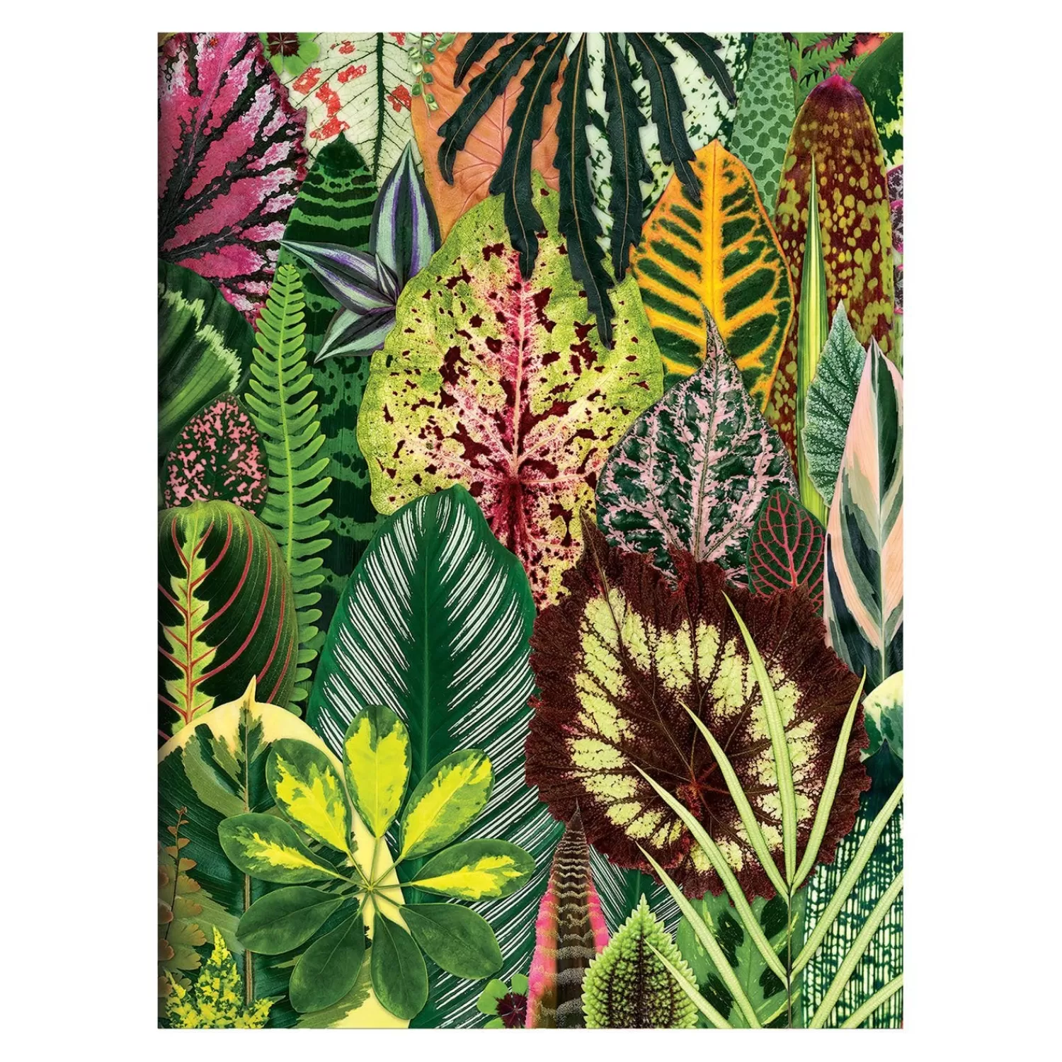 Greeting & Note Cards*Galison Troy Litten Houseplant Jungle Greeting Assortment Notecards